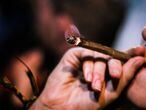 O consumo recreativo de maconha cresceu mais do que o de qualquer outra droga ilegal durante as duas últimas décadas.