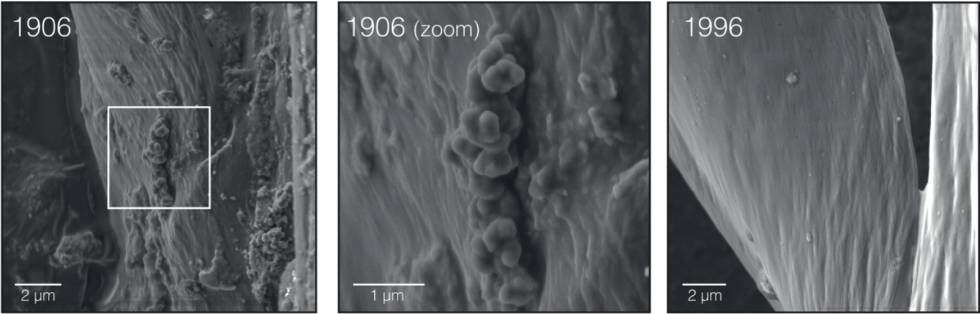 Imagem de microscópio eletrônico das penas de um pardal do campo de 1906 e outro de 1996
