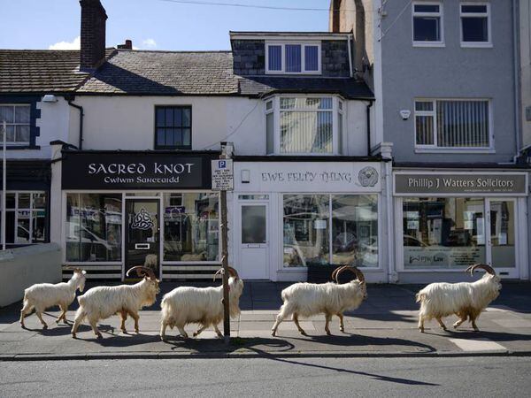 Un grupo de cabras montesas deambula por las calles de Llandudno, en Gales.