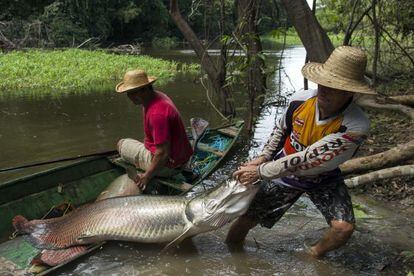 Pesca do pirarucu em aguas do Amazonas.