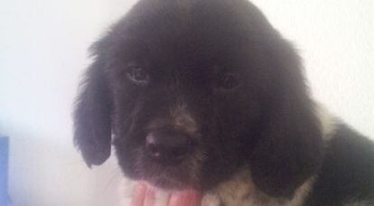 O cachorro abandonado, hoje com dois anos, quando tinha três meses.