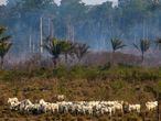 Una zona afectada por los incendios de agosto en la Amazonía, cerca de Novo Progresso (Brasil).