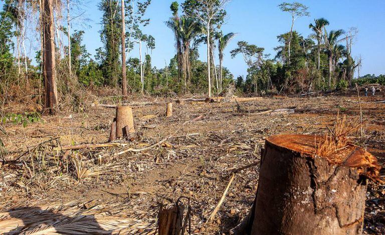 Operação realizada pelo IBAMA - Instituto Brasileiro do Meio Ambiente e dos Recursos Naturais Renováveis - com o apoio policial da Força Nacional, na Terra Indígena Ituna-Itatá, na bacia do rio Xingu.