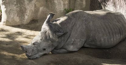 O rinoceronte Pedro, no zoológico de Barcelona.
