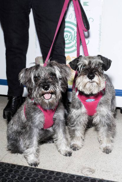 Fundadores da alfaiataria Caninetto com suas cadelas. Elas experimentam as suas criações, para ver se são confortáveis