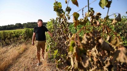Viticultor em vinhedos de Sussargues, perto de Montpellier (França).