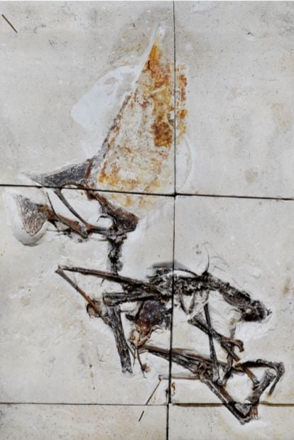 Imagem do fóssil completo do ‘Tupandactylus navigans’.