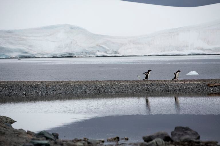 Gentu penguins on Trinity Island, Antartica. Greenpeace is back in the Antarctic on the last stage of the Pole to Pole Expedition. We have teamed up with a group of scientists to investigate and document the impacts the climate crisis is already having in this area. 
