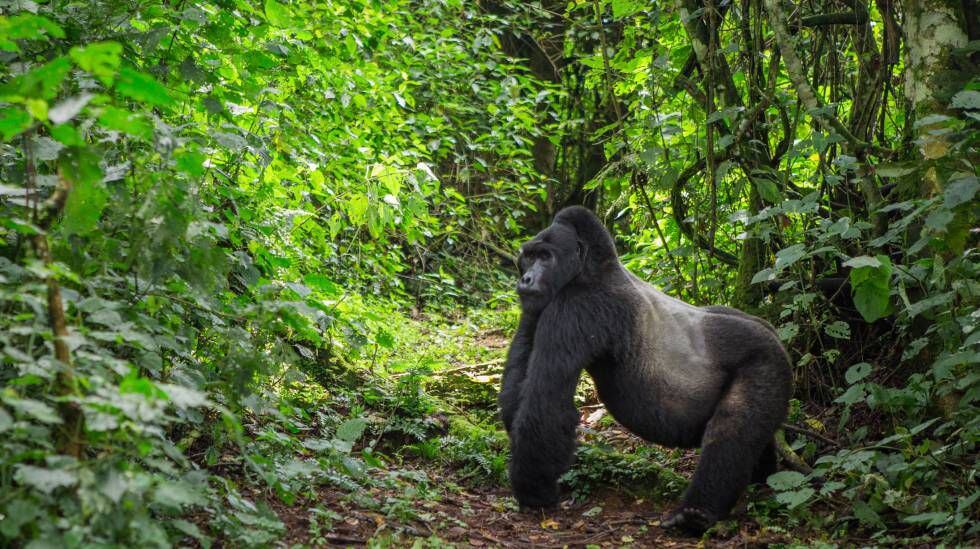 Gorila da montanha no parque nacional da Floresta Impenetrável Bwindi.
