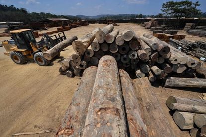 Toras de madeira em área desmatada no Pará.