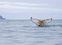 Una ballena cerca de la isla Elefante en la Antártida, el pasado 15 de enero.