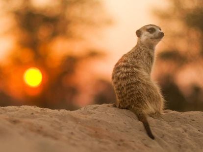 Um suricato solitário no deserto do Kalahari.