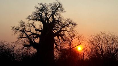 Os melhores locais do mundo para ver baobás (antes que desapareçam)