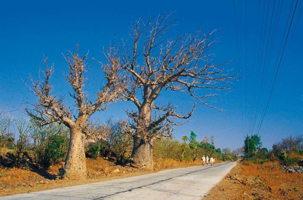Baobás em Mandu.