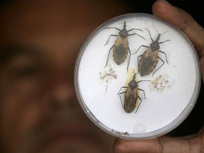 Exemplares do inseto que transmite a doença de Chagas.