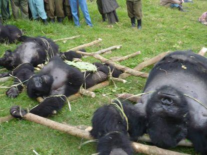 Gorilas caçados na República Democrática do Congo.