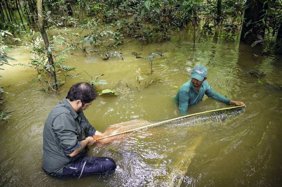 Campos-Silva e um colaborador medem o comprimento de um arapaima na Amazônia.
