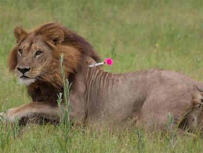 Uma das leoas com juba de leão estudadas em Botsuana, durante sua captura.