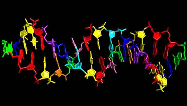 Modelo de DNA artificial de oito ‘letras’.