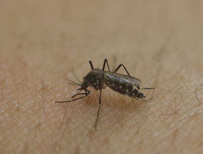 Aedes aegypti pica a pele de um pesquisador da USP.