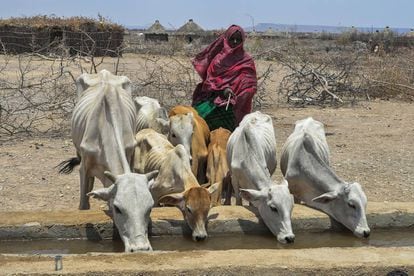No último trimestre de 2017, a situação alimentar era crítica na Etiópia. A maior quantidade e intensidade de eventos climáticos adversos está por trás do aumento de famintos no mundo.