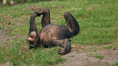 Segundo a zoóloga Isabel Behncke, esses primatas riem das mesmas coisas que nós: das cócegas e das surpresas.