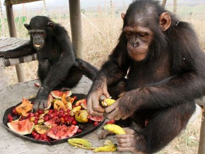 A enzima que metaboliza o etanol está ativa em grandes símios como chimpanzés, gorilas e humanos, mas não em orangotangos, o único arbóreo. Jane Goodall Institute.