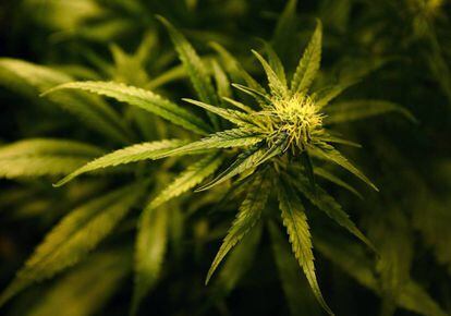 Uma planta de Cannabis.