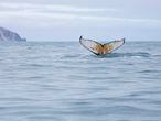 Baleia-jubarte em águas da Antárdita próximo à Ilha do Elefante. A bordo do navio, Arctic Sunrise, do Greenpeace.