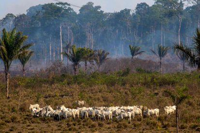 Gado pasta em frente a uma área de queimada em Novo Progresso, no Pará, no final de 2019. Até hoje a região é uma das mais críticas de devastação da floresta