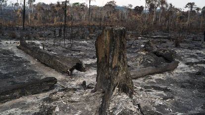 Vegetação destruída após queimadas em Novo Progresso, na região amazônica.