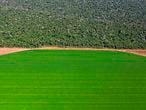 (FILES) In this file photo taken on August 08, 2020, aerial view of a bean field bordering a rainforest reserve close to Sorriso, Mato Grosso State, Brazil. - President Jair Bolsonaro on September 18, 2020 accused governments critical of his environmental management of wanting to weaken the powerful Brazilian agribusiness sector, in the midst of a wave of fires that made it difficult to land in a rural production zone due to poor visibility. (Photo by Florian PLAUCHEUR / AFP)