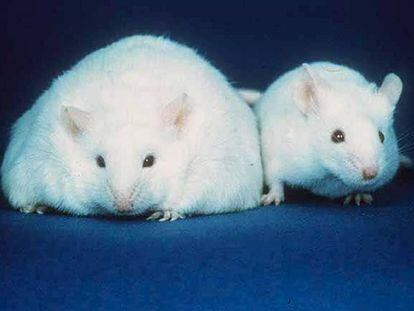 Os pesquisadores compararam ratos obesos com ratos sãos.