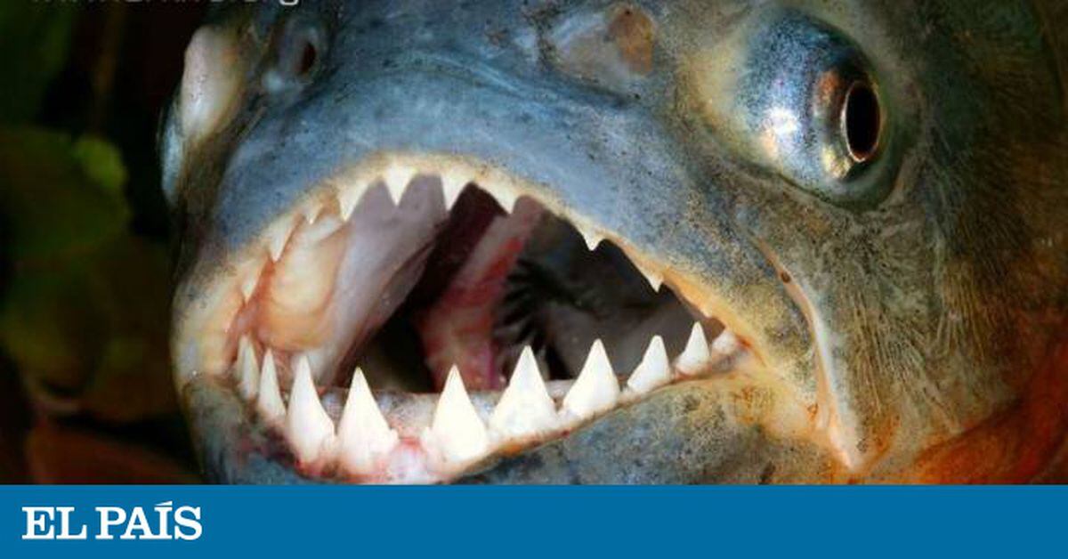 Entre os mais rápidos e os mais ferozes: 10 curiosidades sobre os