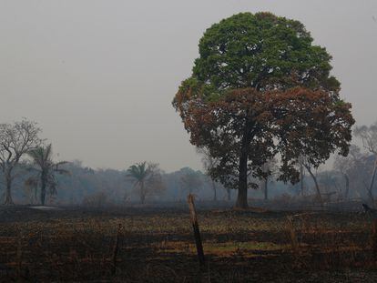 Árvore parcialmente queimada no Pantanal, em Poconé, no Mato Grosso.