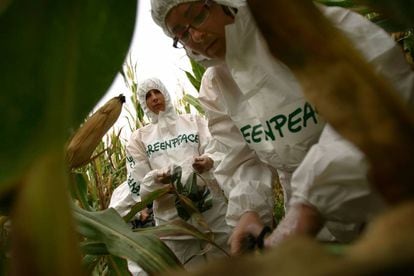 Ativistas do Greenpeace numa ação contra uma lavoura de milho transgênico.
