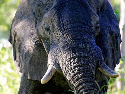 Um elefante no delta do Okavango, em Botsuana