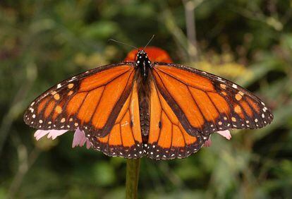 Borboleta monarca.