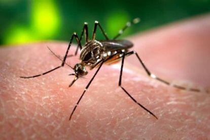 O mosquito aedis aegypti, que causa a dengue.