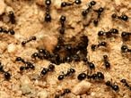 A macro shot of black ants working together.