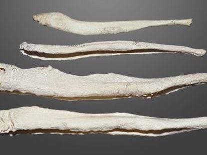 O báculo é um osso extraesquelético e ajudou os primatas a vencer no jogo do acasalamento