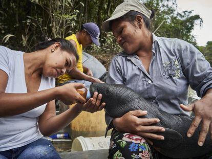 Uma vida protegendo as criaturas aquáticas do Amazonas