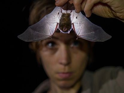 A zoóloga britânica Alice Hughes examina um morcego.