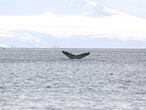 Cauda de baleia jubarte avistada na expedição do Arctic Sunrise, na Antártida, promovida pelo Greenpeace e da qual faz parte a jornalista Eliane Brum.