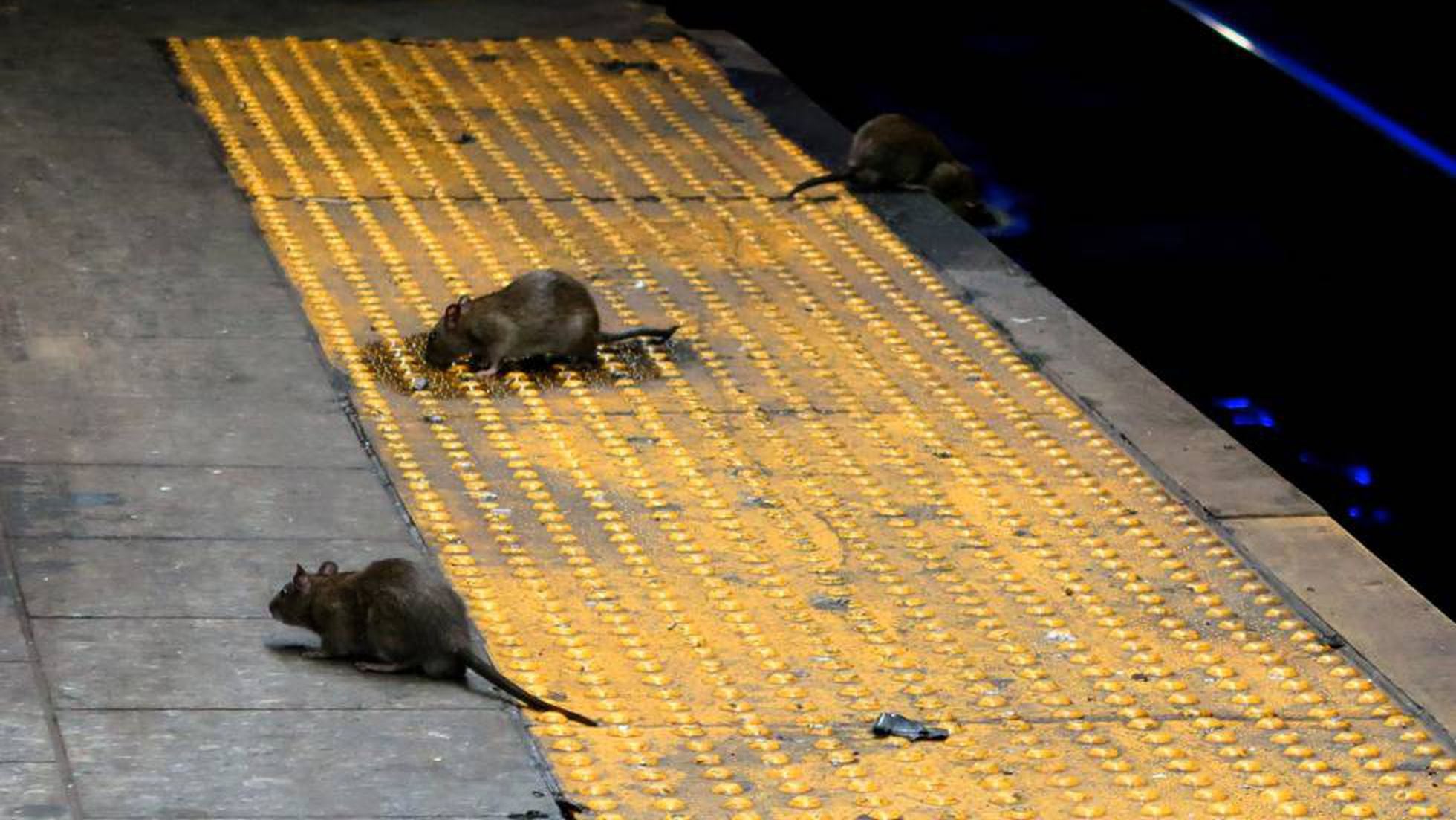 Comendo com ratos': Nova York está sofrendo com invasão de roedores