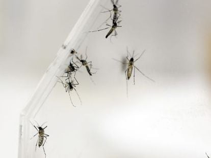Mosquitos Aedes aegypti, vetor da dengue.