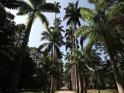 As Palmeiras Imperiais do Jardim Botânico do Rio de Janeiro, patrimônio nacional do Brasil, tema de documentário. 