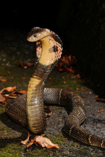 A cobra chinesa é considerada uma iguaria em Hong Kong.