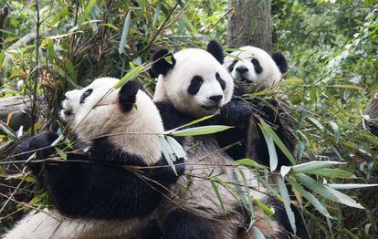 Embora a dieta do panda se baseie em 99% no bambu, seu aparelho digestivo continua sendo o de um carnívoro.