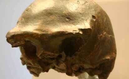 Um dos crânios de ‘Homo erectus’ encontrados na ilha de Java.